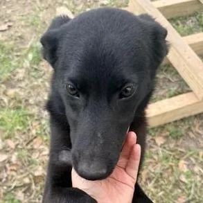 A baby medium-sized female Black Dutch Shepherd dog named Zia for adoption in Liverpool, TX
