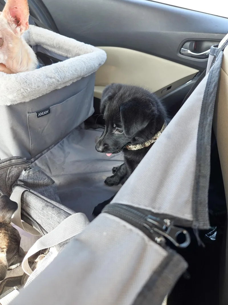 A baby small-sized female Black German Shepherd Dog dog named Dolores for adoption in West Hollywood, CA