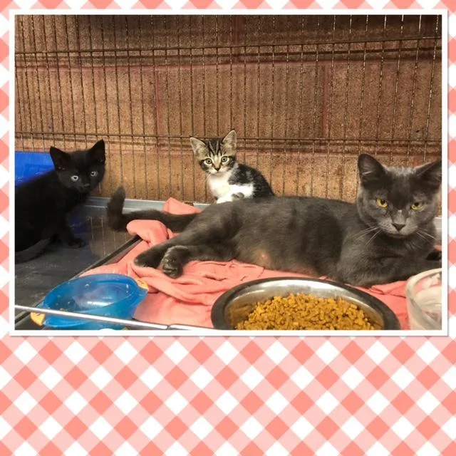 An adult small-sized female Gray / Blue / Silver Domestic Short Hair cat named Laney for adoption in Buckhannon, WV