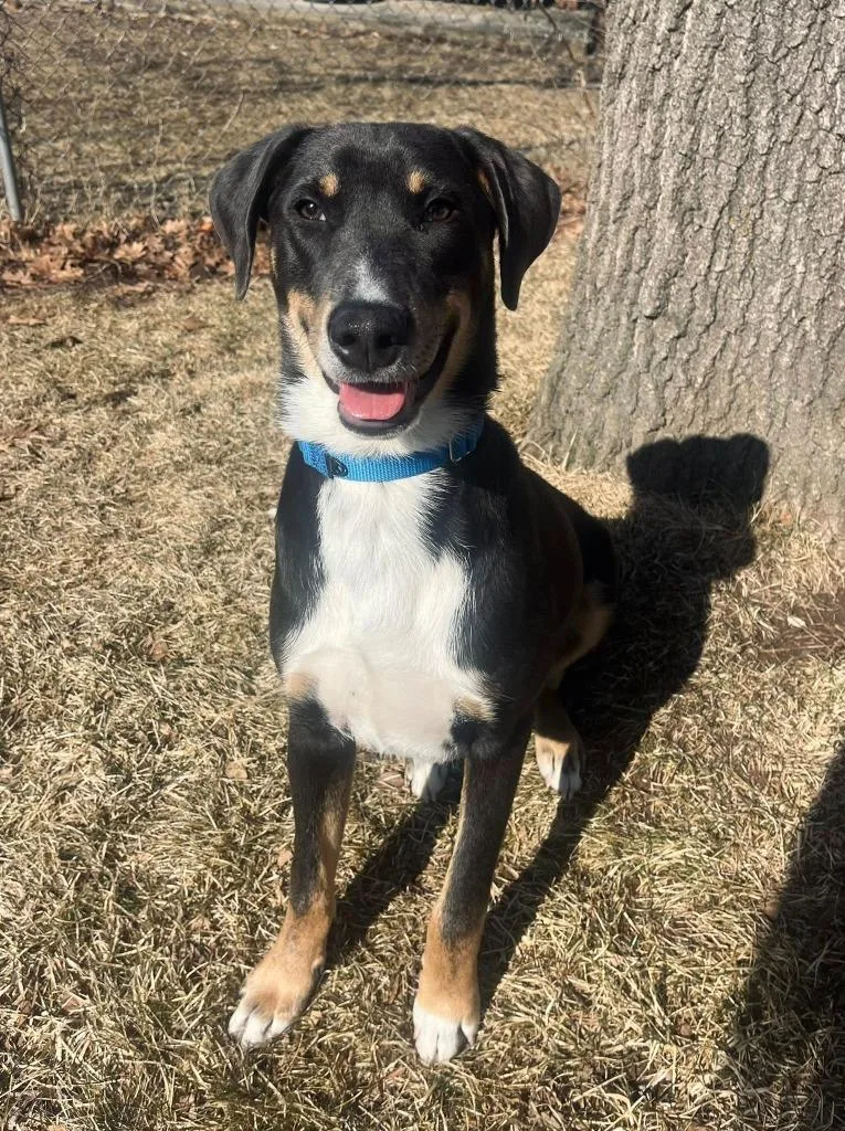 A baby large-sized male Mixed Breed dog named Mars for adoption in Fond Du Lac, WI