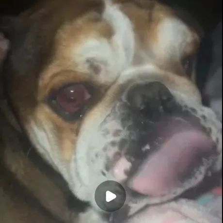 An adult small-sized male Brown / Chocolate English Bulldog dog named Max for adoption in Odessa, TX