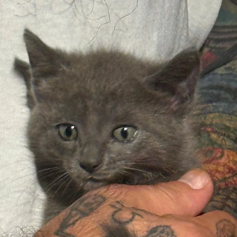 A baby small-sized female Gray / Blue / Silver Domestic Short Hair cat named Electra for adoption in West Palm Beach, FL