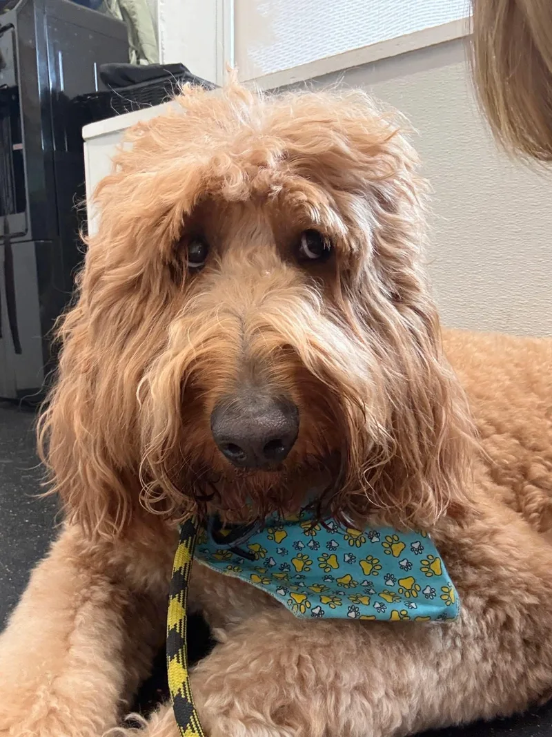 A young large-sized male Apricot / Beige Goldendoodle dog named Theo for adoption in Sagaponack, NY