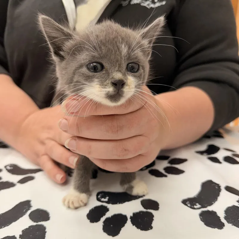 A baby small-sized female Gray / Blue / Silver Domestic Short Hair cat named Ms. Murdock for adoption in Detroit Lakes, MN