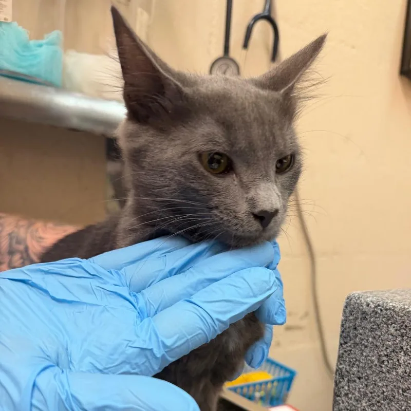 A young medium-sized male Domestic Medium Hair cat named Emory for adoption in Birmingham, AL