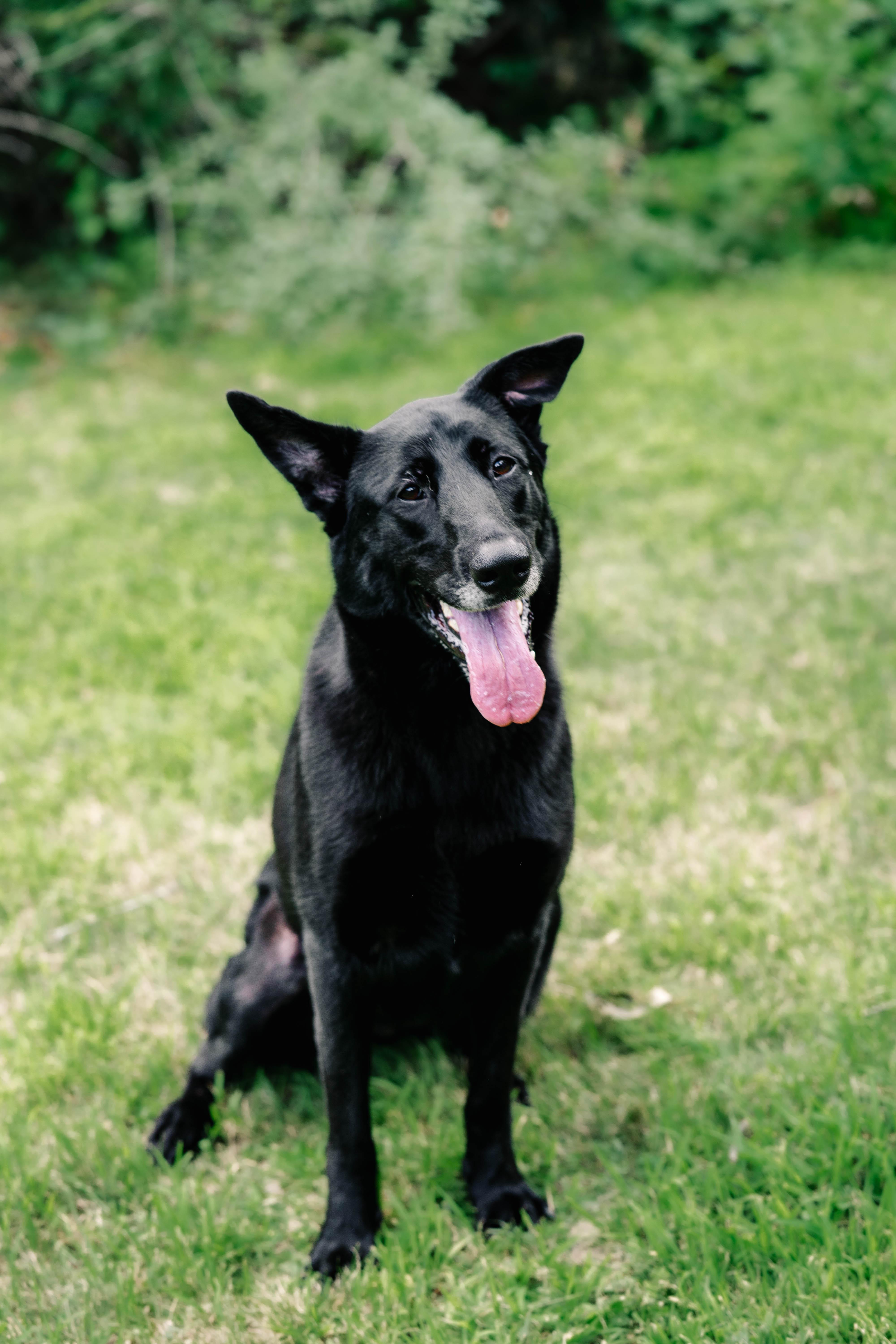 An adult large-sized female German Shepherd Dog dog named Fiona for adoption in Winthrop, MA