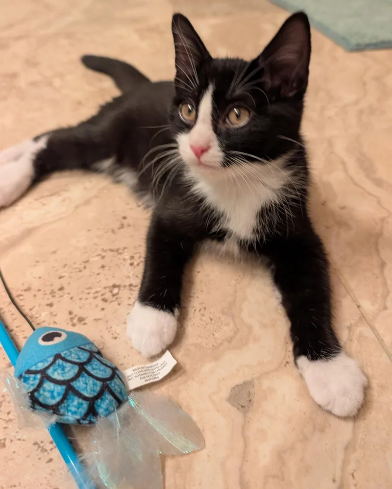 A young medium-sized male Tuxedo cat named Blitzen for adoption in Elgin, SC
