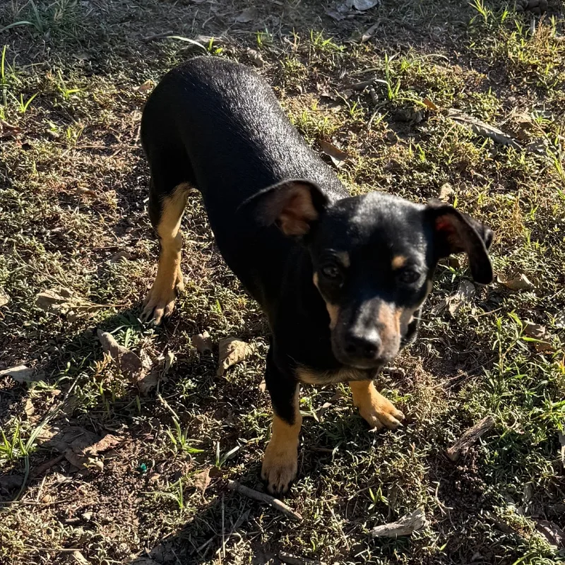 An adult small-sized male Chihuahua dog named Eugene for adoption in Bastrop, TX