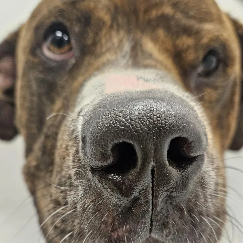 An adult large-sized male Brindle Pit Bull Terrier dog named Pickle Rick for adoption in Austin, TX