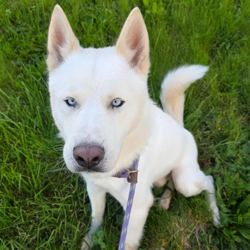 An adult large-sized male White / Cream Mixed Breed dog named Mochi for adoption in Farmersville, OH