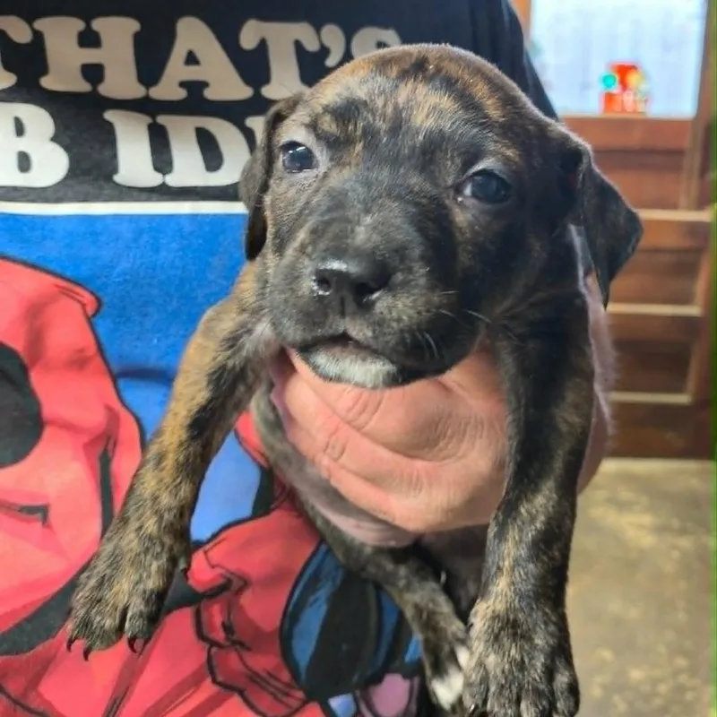 A baby medium-sized female Brown / Chocolate Mixed Breed dog named Knight for adoption in DeKalb, IL
