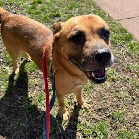 An adult medium-sized male Yellow / Tan / Blond / Fawn Shepherd dog named Norman for adoption in Buffalo, NY