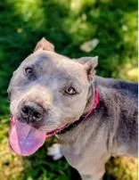 An adult medium-sized female Gray / Blue / Silver Terrier dog named Gal for adoption in Dodgeville, WI
