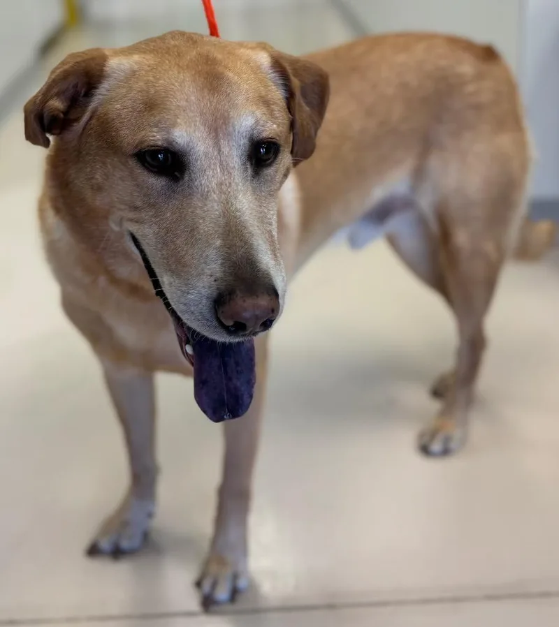 An adult medium-sized male Labrador Retriever dog named Roger for adoption in Belton, TX