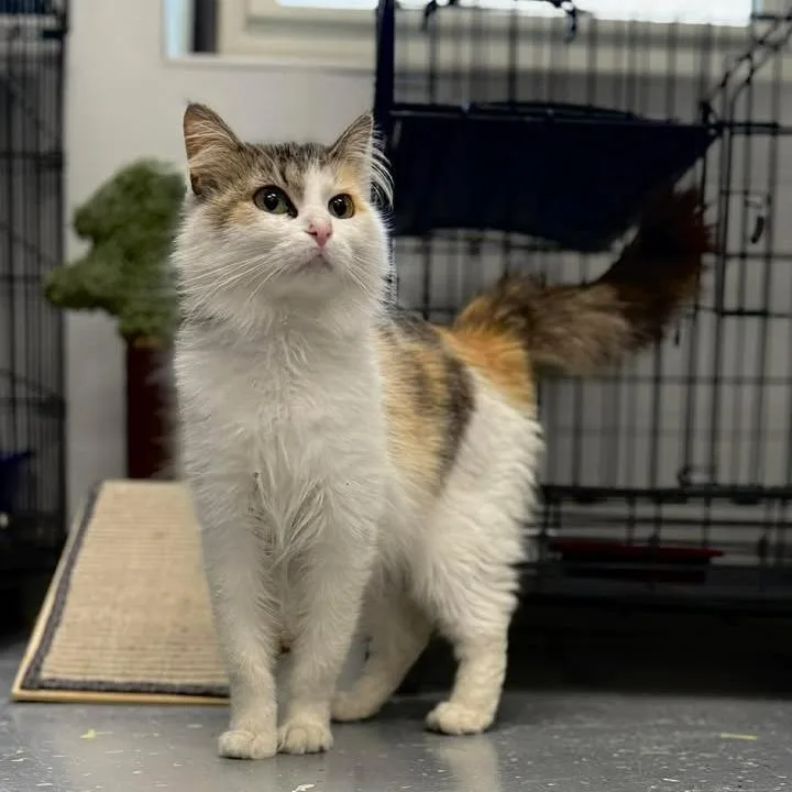 An adult small-sized female Calico Domestic Long Hair cat named Penelope for adoption in Lebanon, MO