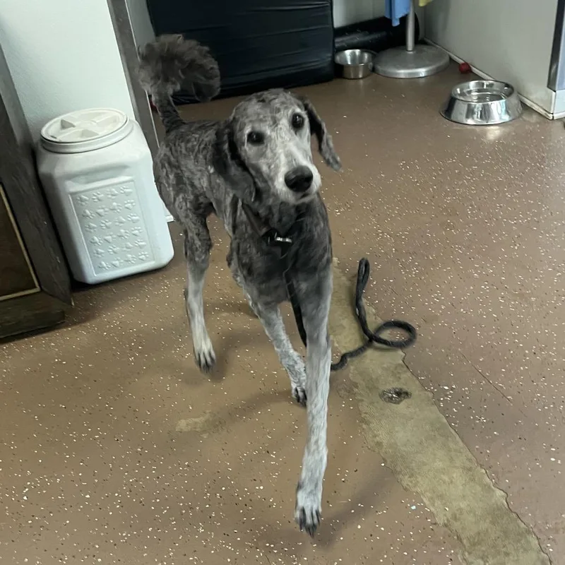 A young medium-sized male Black Standard Poodle dog named Knox Zion for adoption in Belleville, IL