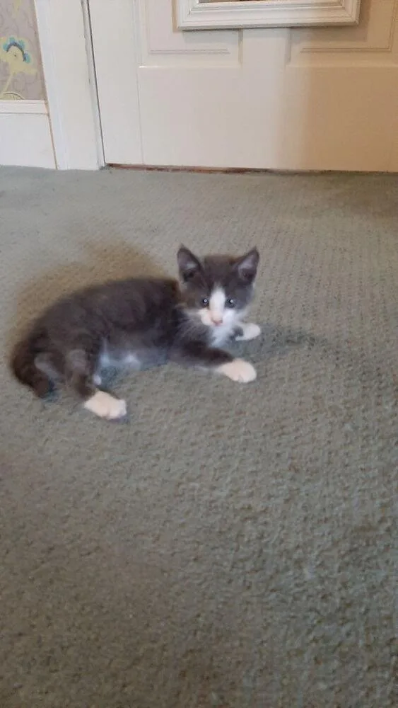 A baby small-sized female Gray & White Domestic Short Hair cat named Starburst for adoption in Wilmington, NC