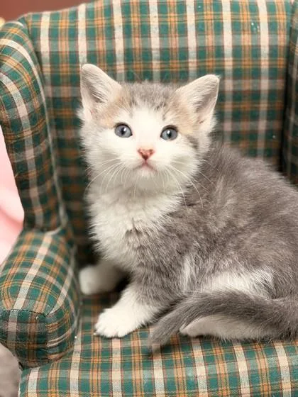 A baby small-sized female Domestic Short Hair cat named Swiss for adoption in West Chester, PA