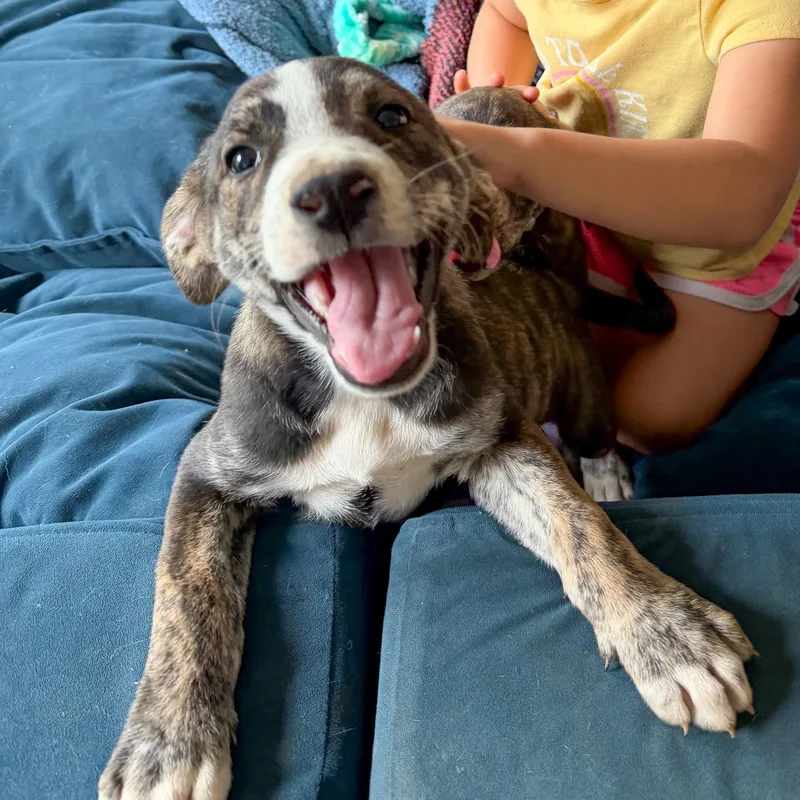 A baby medium-sized female Brindle Pit Bull Terrier dog named Ares for adoption in Albany, NY