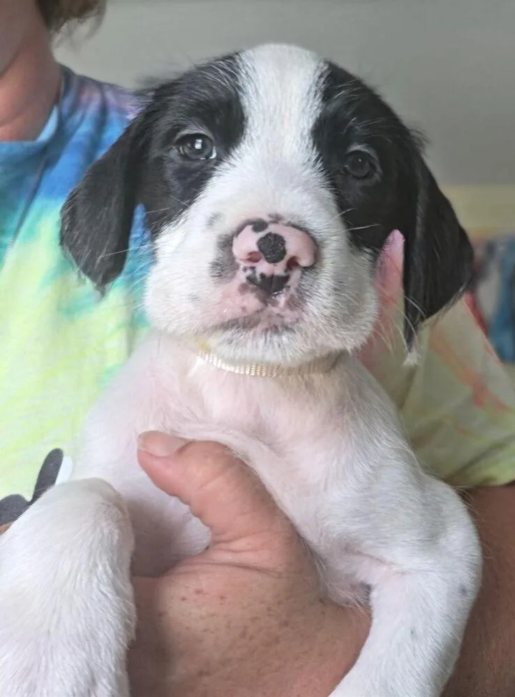 A baby small-sized male Tricolor (Brown, Black, & White) Terrier dog named Kenny for adoption in Lakeland, FL