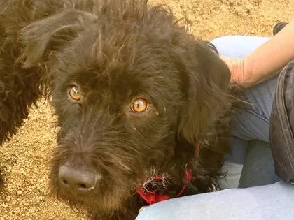 An adult medium-sized male Black Mixed Breed dog named Carson for adoption in Georgetown, TX