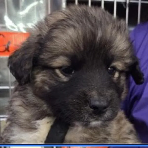 A baby medium-sized male Black Mixed Breed dog named Toad for adoption in Tacoma, WA