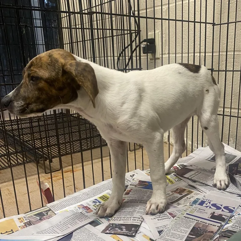 A baby small-sized female Brown / Chocolate Coonhound dog named Medusa for adoption in Caryville, TN
