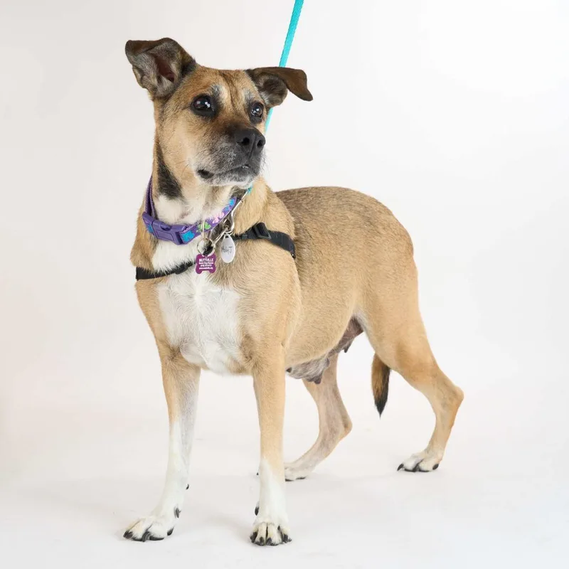 A senior medium-sized female Yellow / Tan / Blond / Fawn Shepherd dog named Molly J for adoption in San Francisco, CA