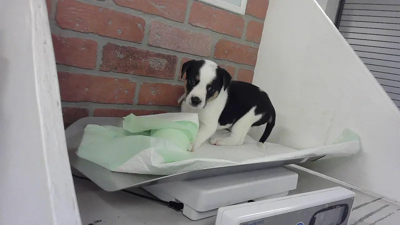 A baby small-sized female Australian Shepherd dog named Sparky for adoption in Houston, TX