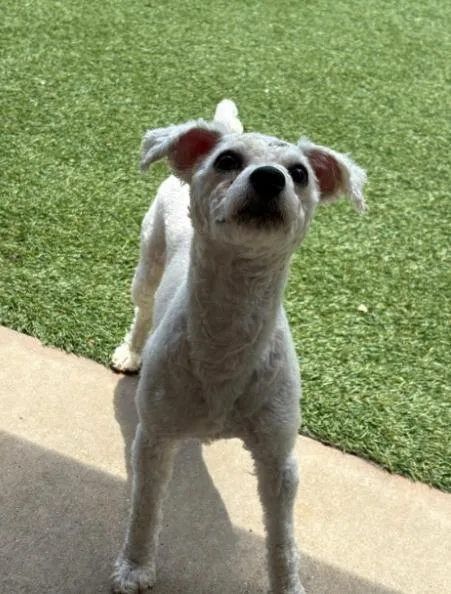 A young small-sized male Bichon Frise dog named Ollie for adoption in Madison, GA
