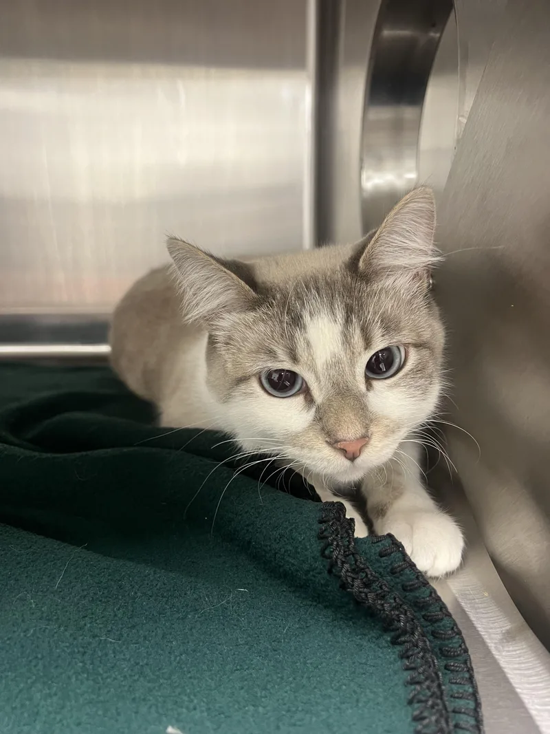 A young large-sized male Siamese cat named Mochi for adoption in Chico, CA