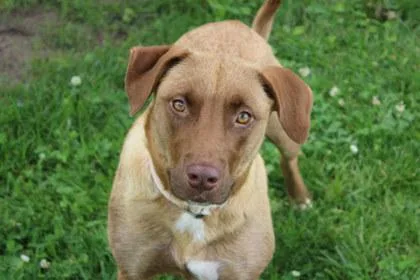 An adult large-sized female Shepherd dog named Buttercup for adoption in Kansas City, MO