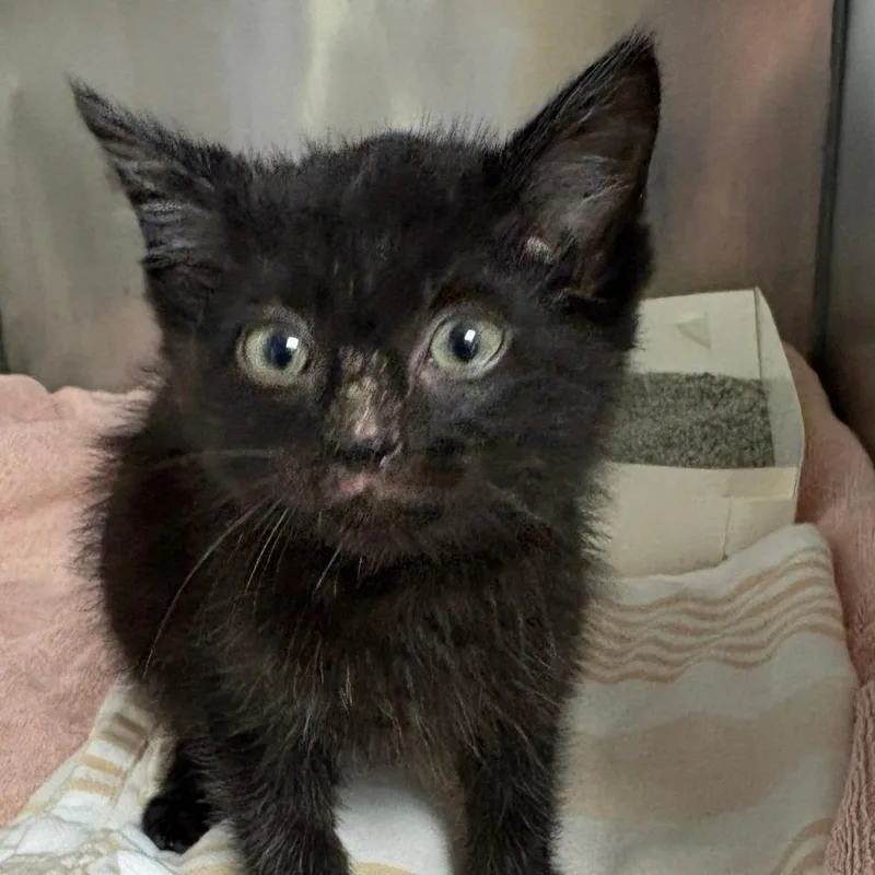 A baby small-sized male Black Domestic Short Hair cat named Gotham for adoption in Royse City, TX