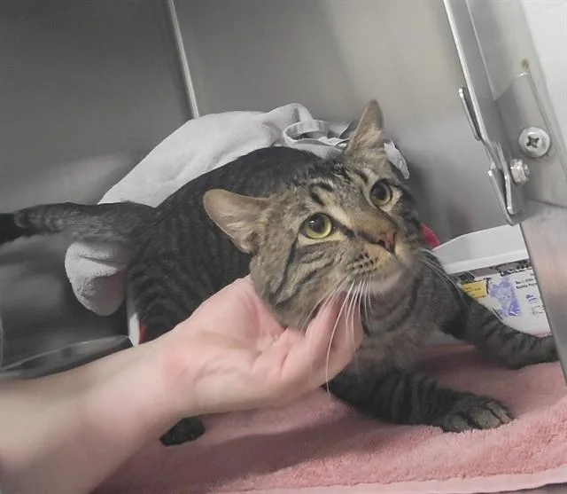 A young small-sized male Domestic Short Hair cat named Cartier for adoption in Minneapolis, MN