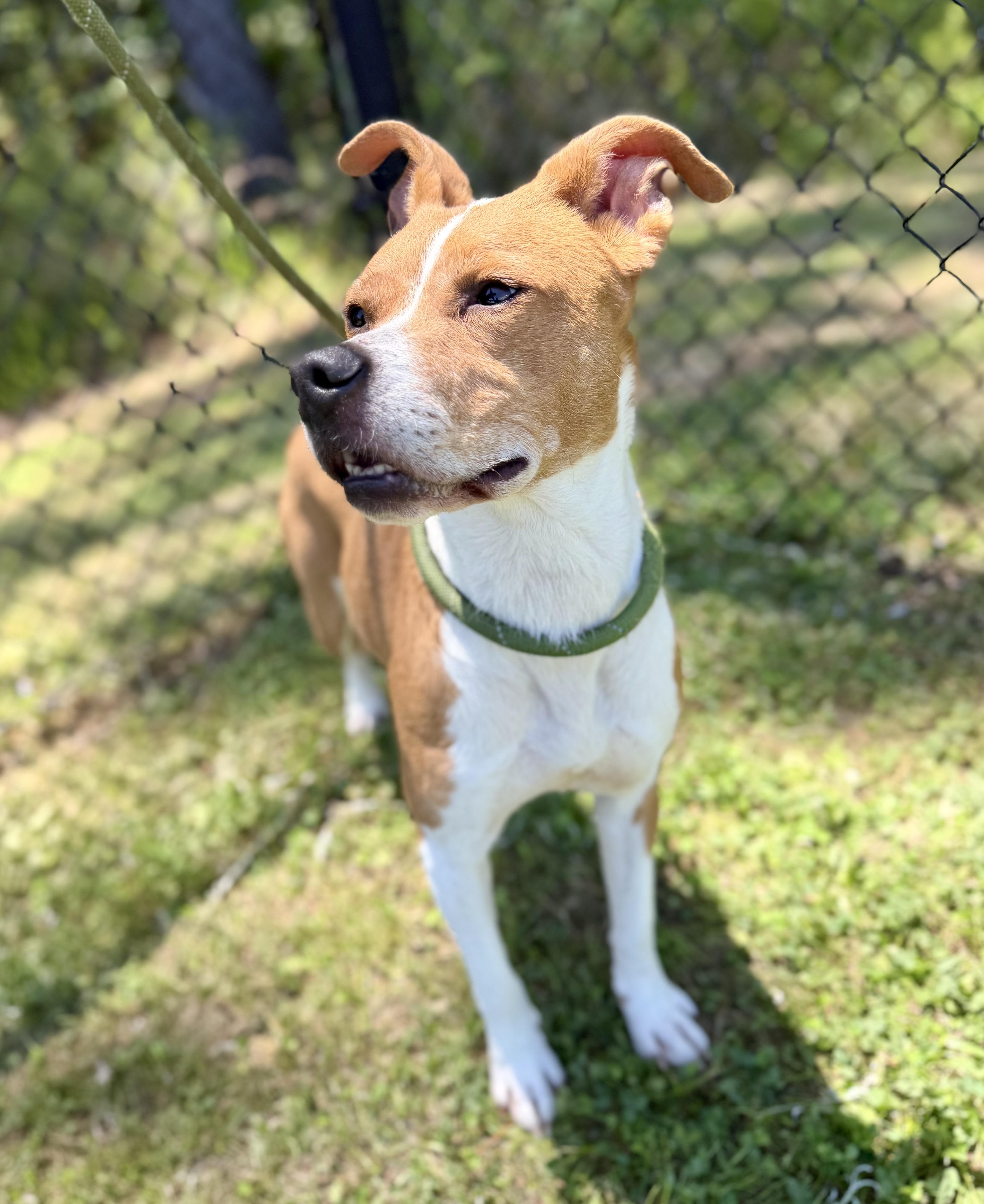 An adult medium-sized female Golden Terrier dog named Sushi And Scarlett for adoption in Lancaster, SC