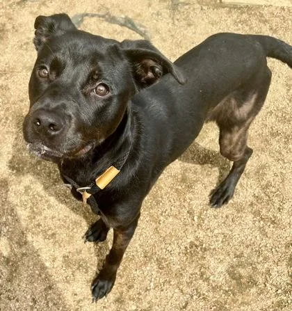 A young medium-sized female Black Mixed Breed dog named Maddy for adoption in Georgetown, TX