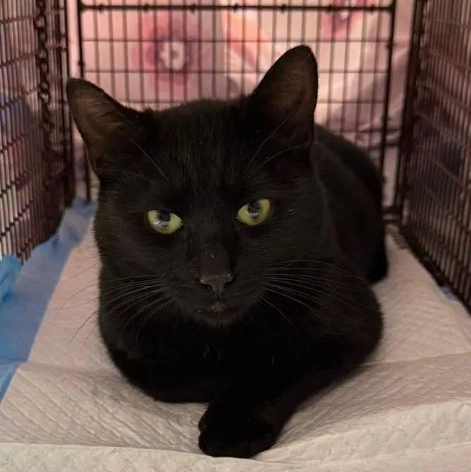 A baby small-sized male Black Domestic Short Hair cat named McLovin McDonalds for adoption in Mount Laurel, NJ