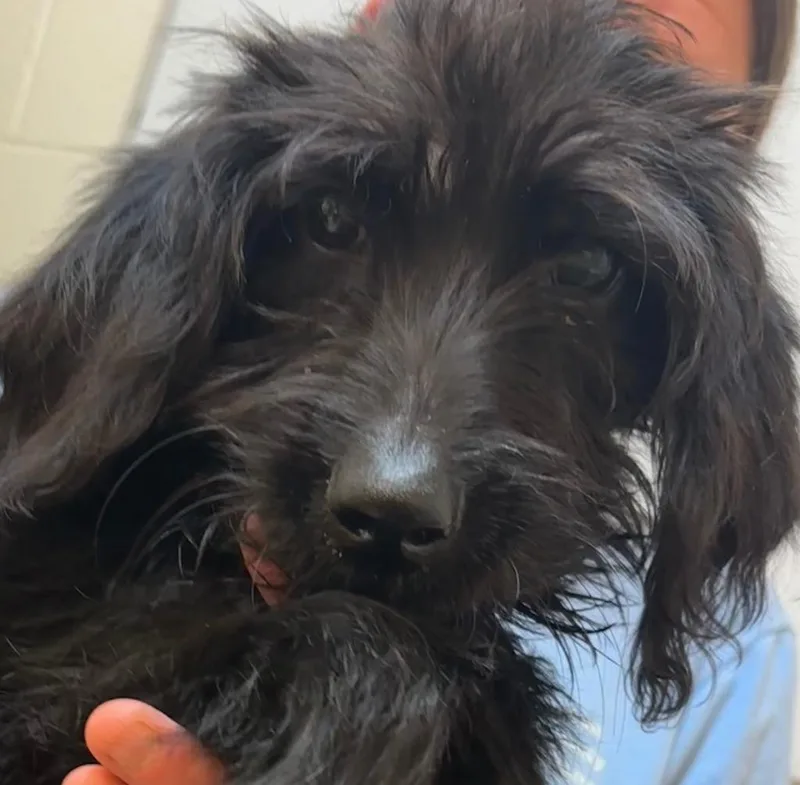 A baby small-sized female Poodle dog named Kimber for adoption in Elizabethton, TN