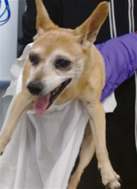 A senior small-sized female Chihuahua dog named Lulu for adoption in Miami, FL