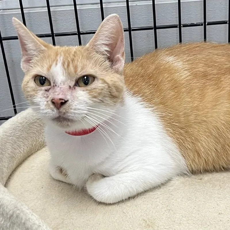 An adult large-sized female Orange / Red Domestic Short Hair cat named Slippers for adoption in Hamburg, NY