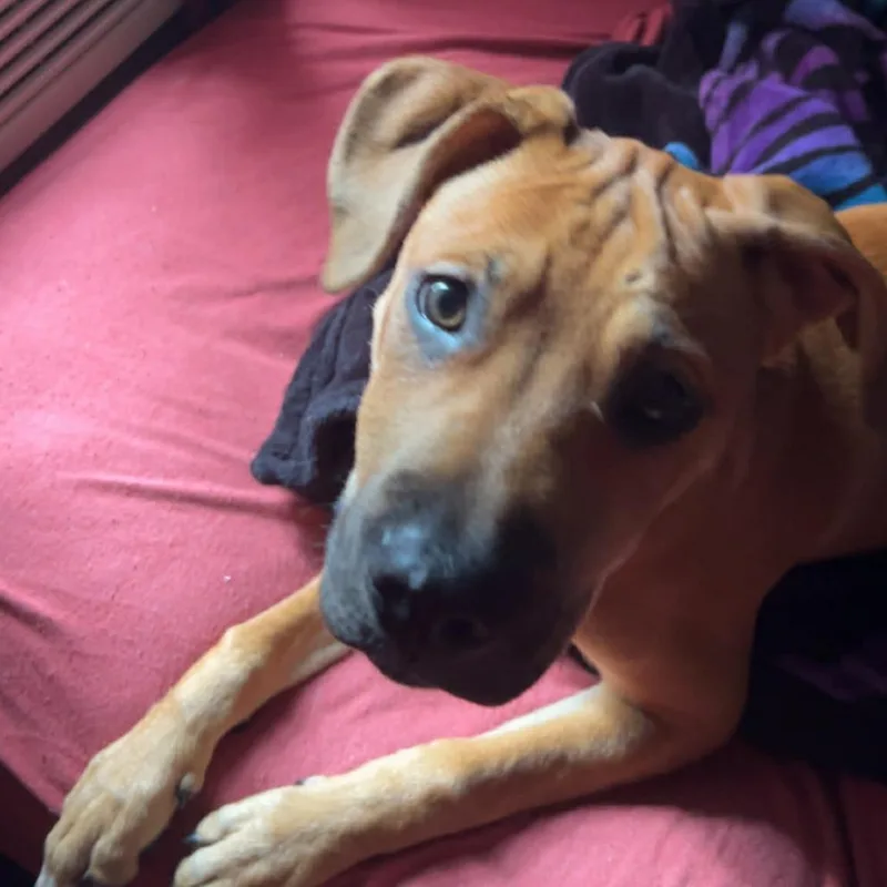 Izzy Girl thumbnail 2