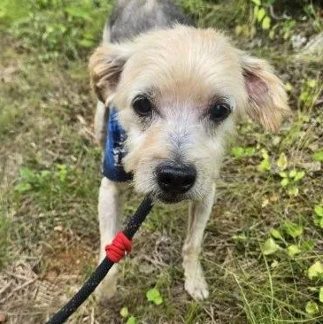 A senior small-sized male Yellow / Tan / Blond / Fawn Mixed Breed dog named Benji for adoption in Andover, MA