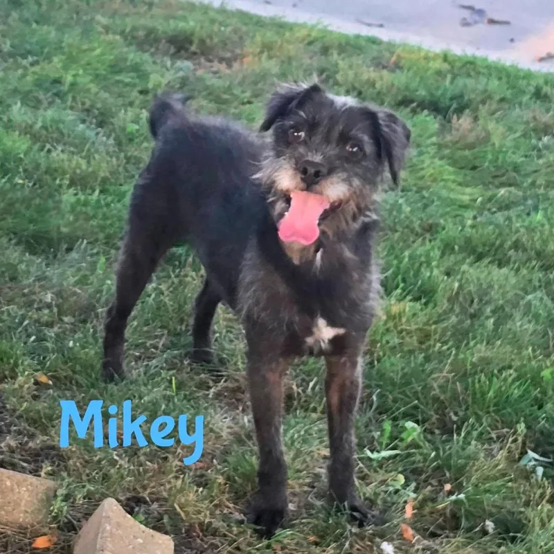 An adult small-sized male Mixed Breed dog named Mikey for adoption in Joliet, IL