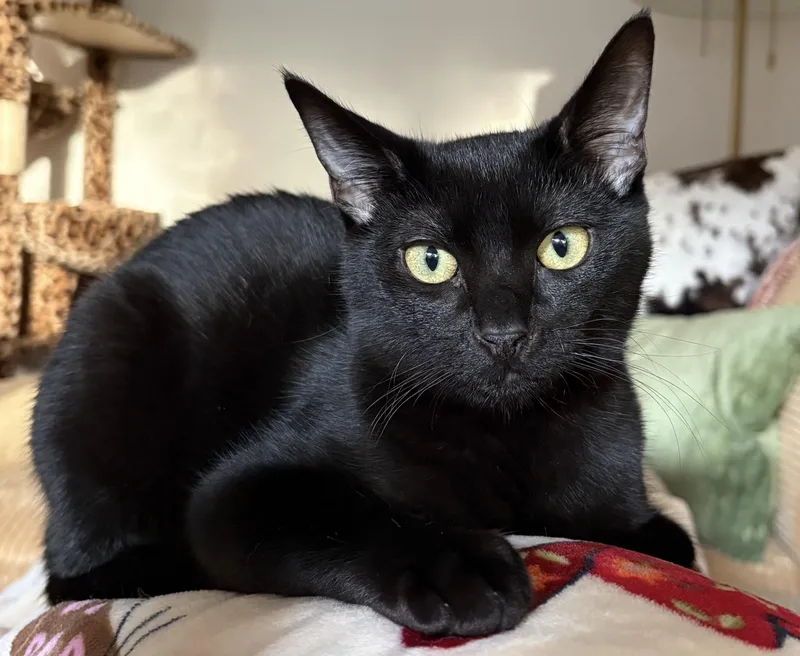 A young medium-sized male Black Domestic Short Hair cat named Rashford aka Sonny for adoption in North Highlands, CA
