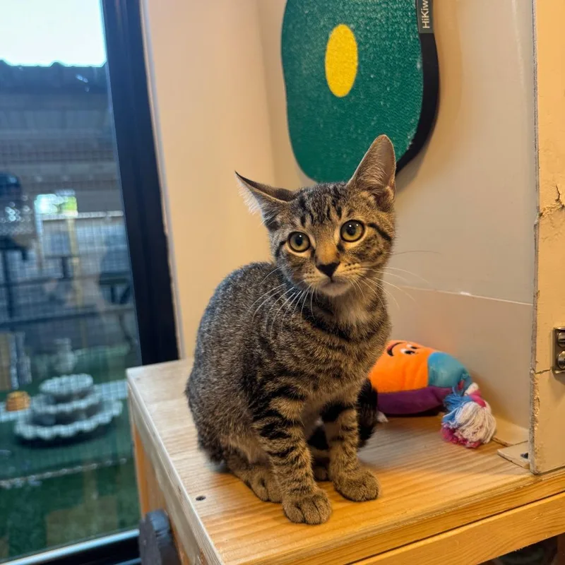 A baby small-sized male Domestic Short Hair cat named Maui for adoption in Austin, TX