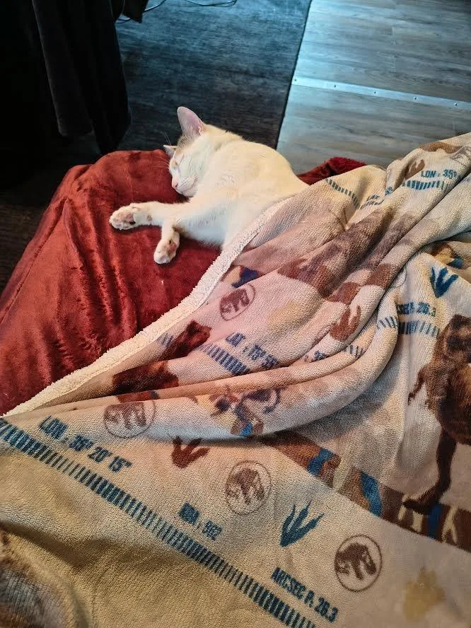 An adult medium-sized female Domestic Short Hair cat named Luna for adoption in Bloomington, IN