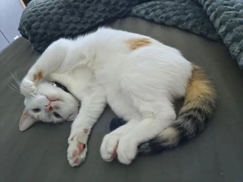 Luna thumbnail 2