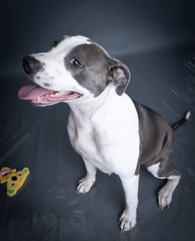 An adult medium-sized female Gray / Blue / Silver American Staffordshire Terrier dog named Big Mama for adoption in Magnolia, TX