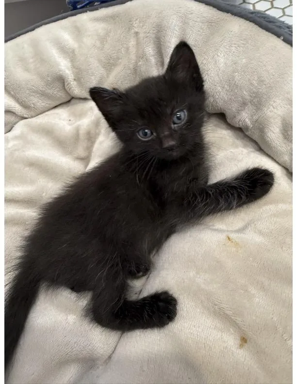 A baby small-sized male Domestic Short Hair cat named Sesame for adoption in Long Beach, CA