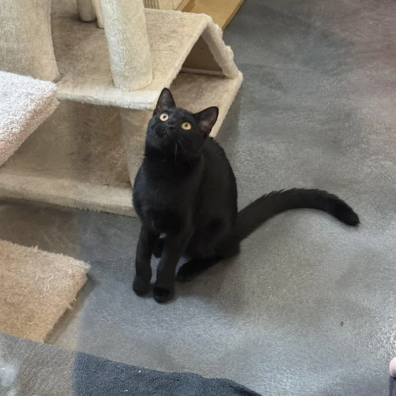 A baby medium-sized male Black Domestic Short Hair cat named Simon for adoption in West Milford, NJ